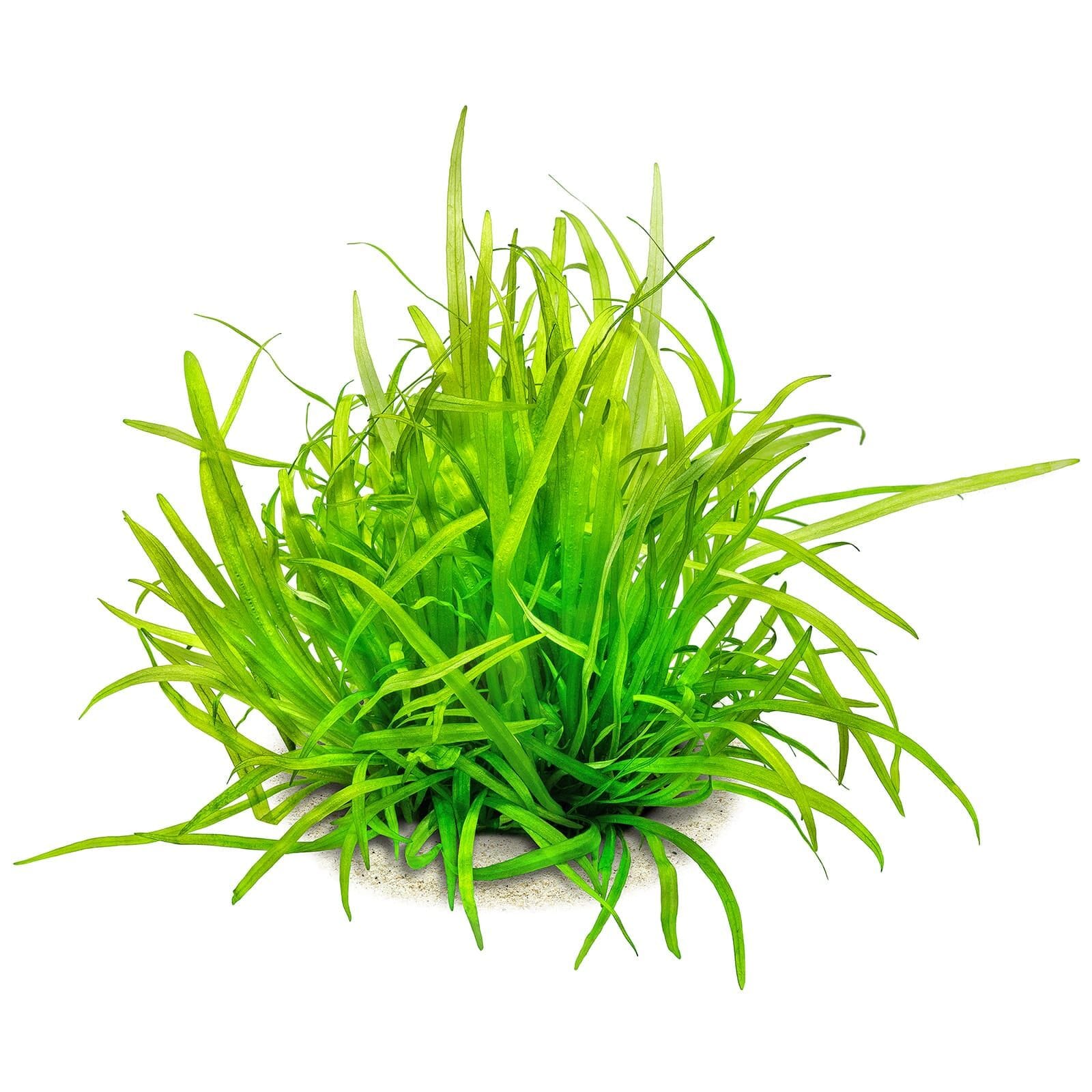 Helanthium bolivianum (Latifolius / Xingu)