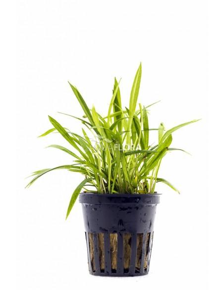 Helanthium tenellum