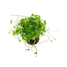 Hydrocotyle tripartita