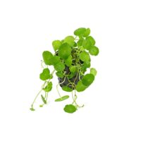 Hydrocotyle verticillata
