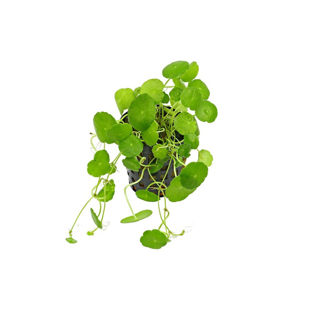 Hydrocotyle verticillata