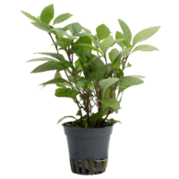 Hygrophila corymbosa ( Nomaphila )