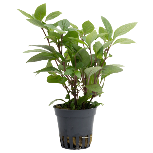 Hygrophila corymbosa ( Nomaphila )