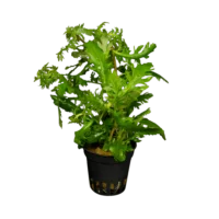Hygrophila difformis
