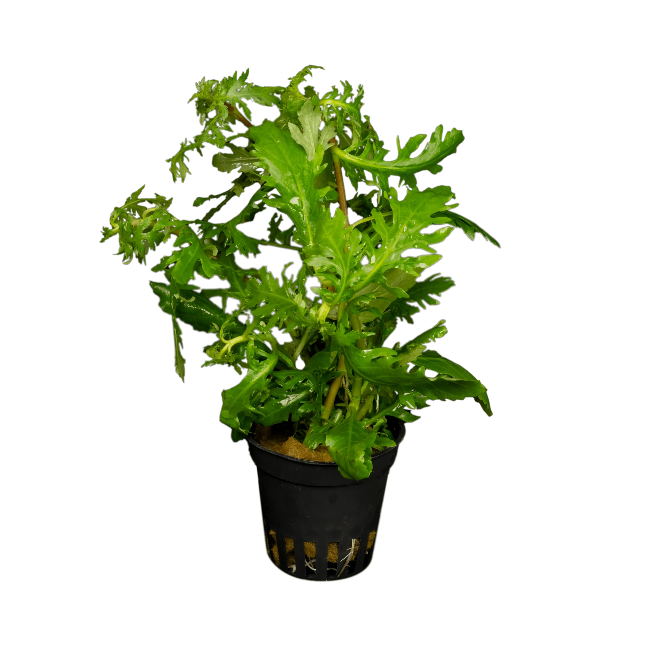 Hygrophila difformis