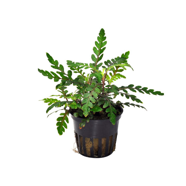 Hygrophila pinnatifida