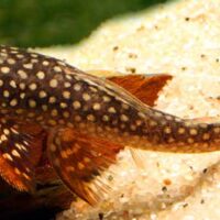 L178 Red Fin Lasiancistrus Pleco (Lasiancistrus heteracanthus)