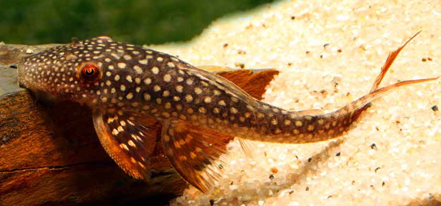 L178 Red Fin Lasiancistrus Pleco (Lasiancistrus heteracanthus)