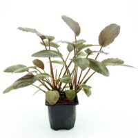 Lagenandra meeboldii 'Red'