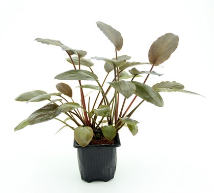 Lagenandra meeboldii 'Red'