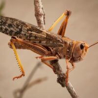 Stoffels Medium Locusts – (12 Piece Box)
