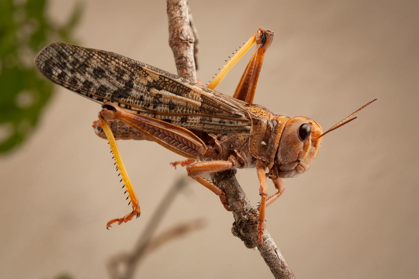 Stoffels Medium Locusts (Cylinder) – Approx. 100 Pieces