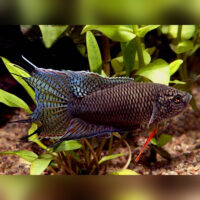 Black Paradise Fish (Macropodus spechti)