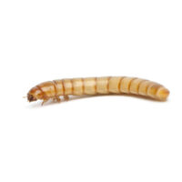 Stoffels Mealworms (100ml) – Premium High-Protein Live Feed