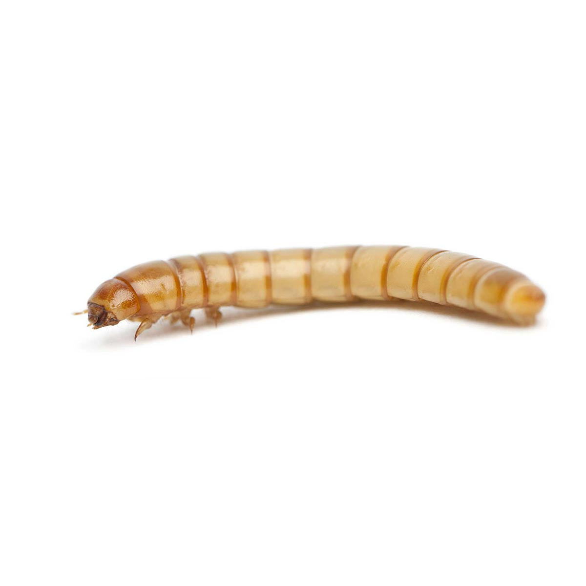 Stoffels Mealworms (100ml) – Premium High-Protein Live Feed