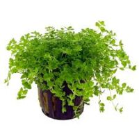 Micranthemum glomeratum ( micranthemoides )