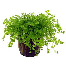 Micranthemum glomeratum ( micranthemoides )