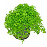Micranthemum tweediei