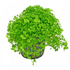 Micranthemum tweediei