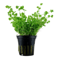 Micranthemum umbrosum