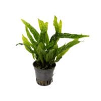 Microsorum pteropus ‘Green Gnome’