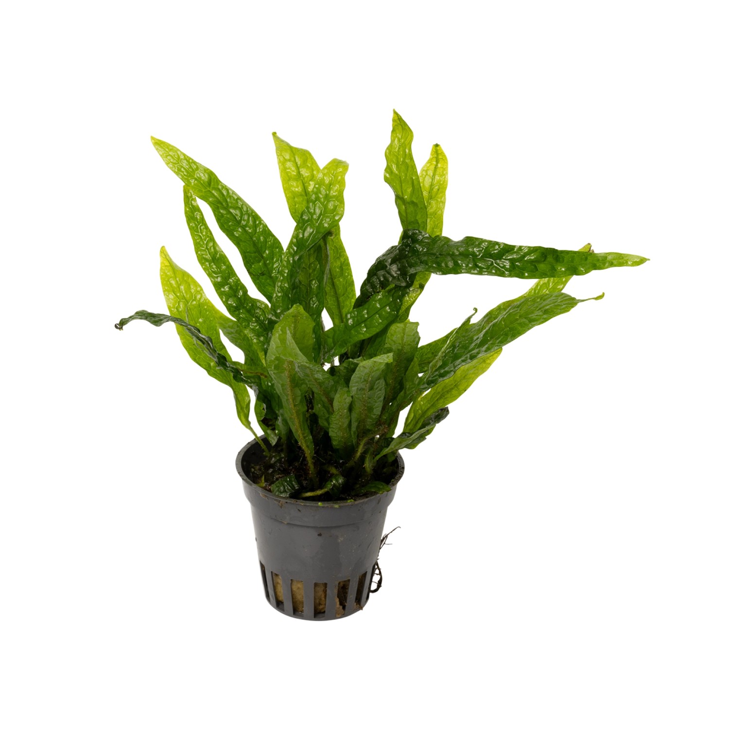 Microsorum pteropus ‘Green Gnome’