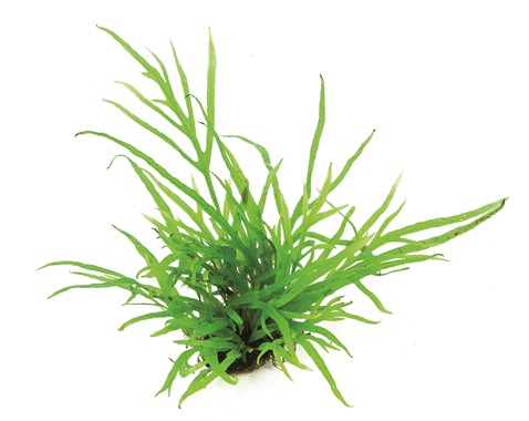 Microsorum pteropus 'Trident'