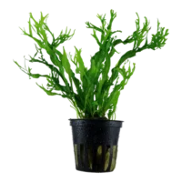Microsorum pteropus 'Windeløv'