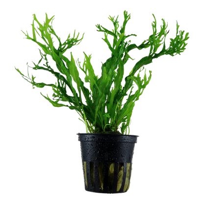 Microsorum pteropus 'Windeløv'