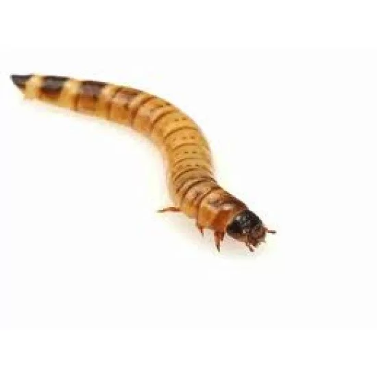 Stoffels Morio Worms (Superworms) – (25-30 pcs)