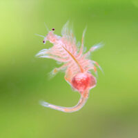 Artemia (Brine Shrimp) – 90ml Live Fish Food