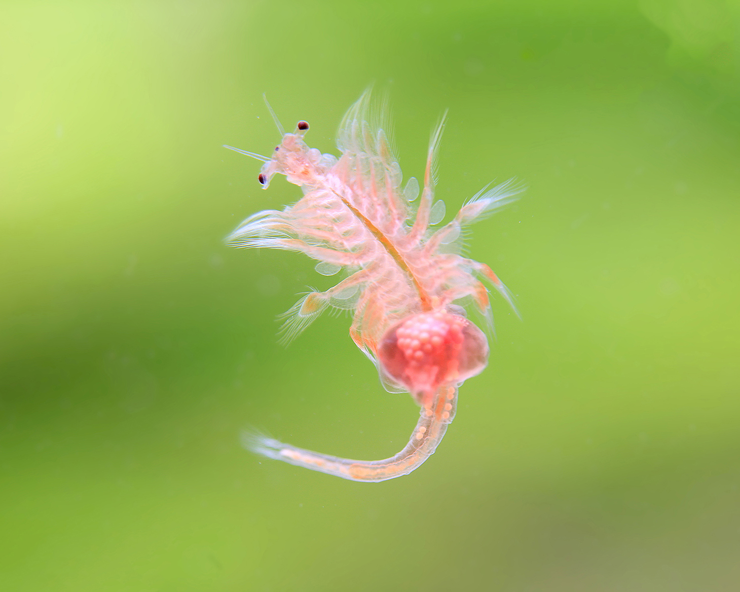 Artemia (Brine Shrimp) – 45 ml Live Fish Food