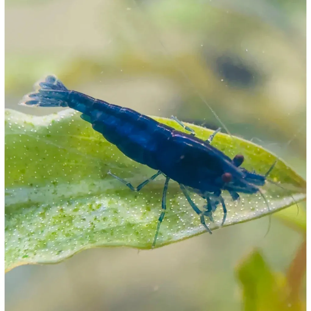 Blue Cherry Shrimp (Neocaridina heteropoda / davidi)