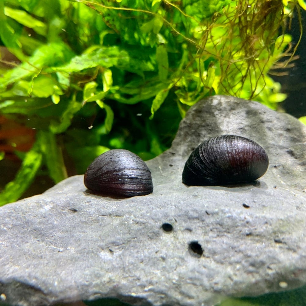 Black Military Helmet Snail (Neritina puligera)