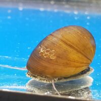 Abalone Snail (Neritina sp.)