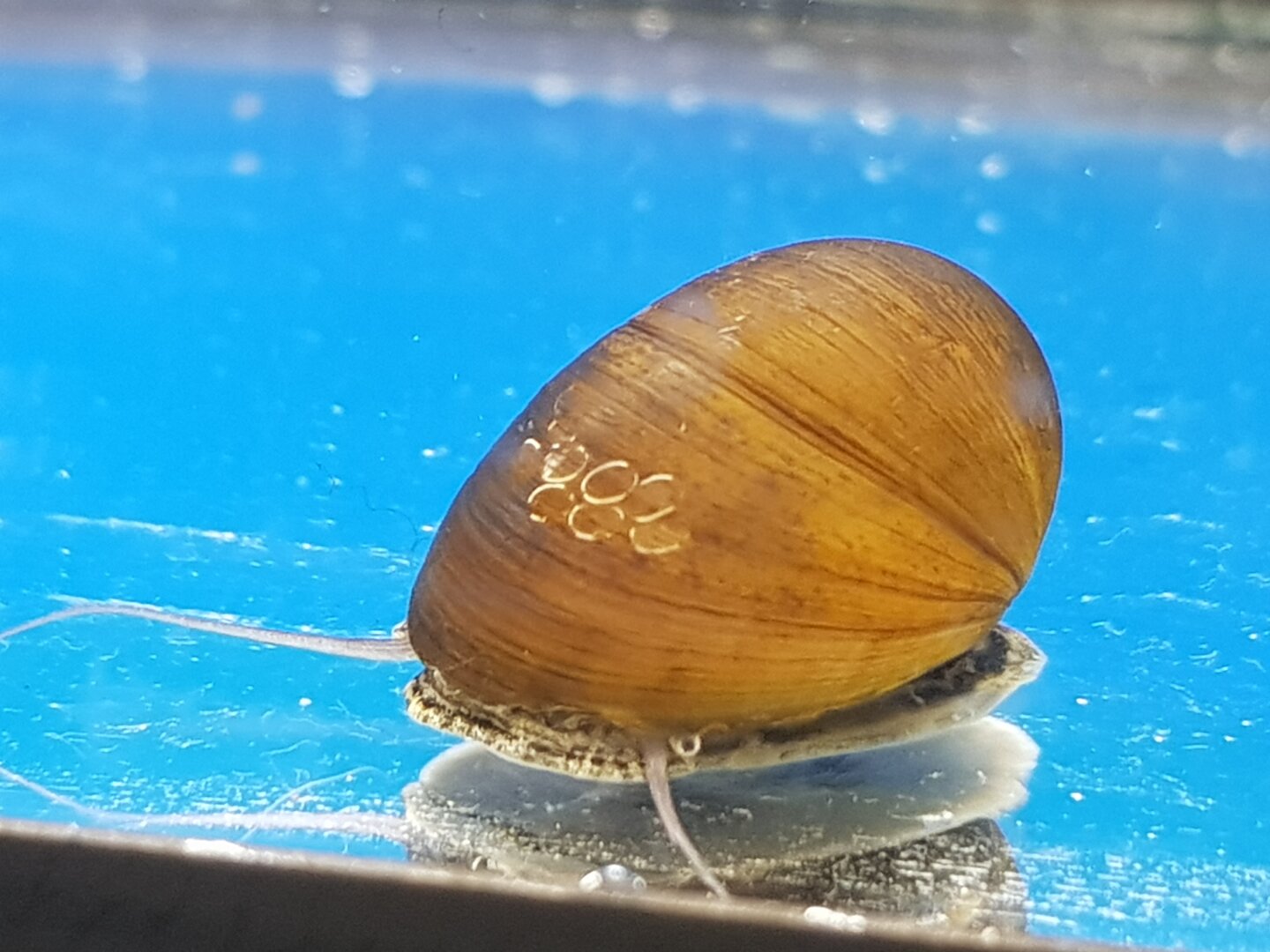 Abalone Snail (Neritina sp.)