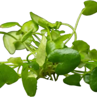 Nymphoides cristata 'Flipper'