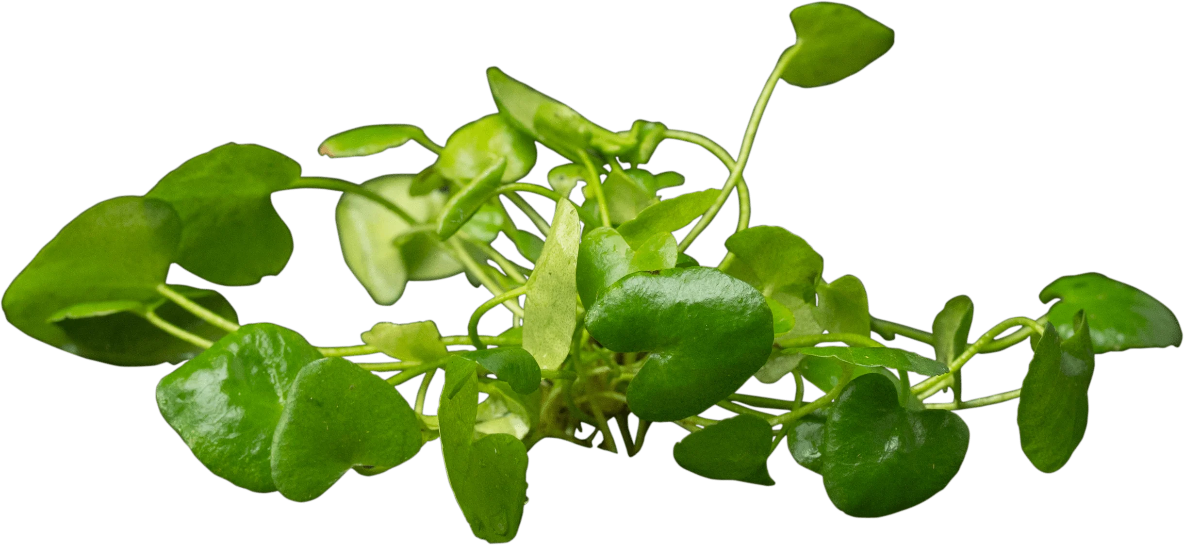 Nymphoides cristata 'Flipper'