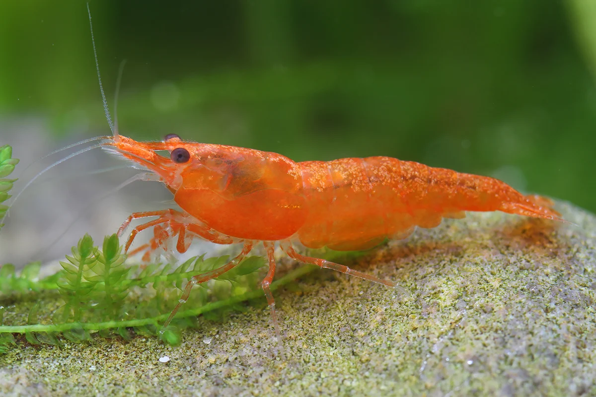 Orange Sakura Shrimp (Neocaridina davidii / heteropoda)