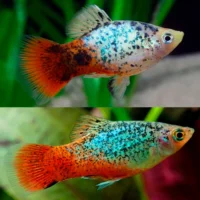 Calico Blue Platy (Xiphophorus maculatus)