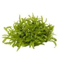 Pogostemon helferi