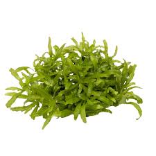 Pogostemon helferi