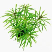 Pogostemon quadrifolius ( Octopus )