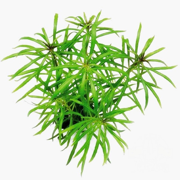 Pogostemon quadrifolius ( Octopus )