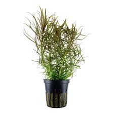 Pogostemon stellatus (Eustralis)
