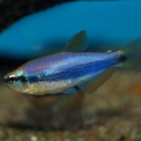 Super Blue Royal Tetra (Inpaichthys kerri)