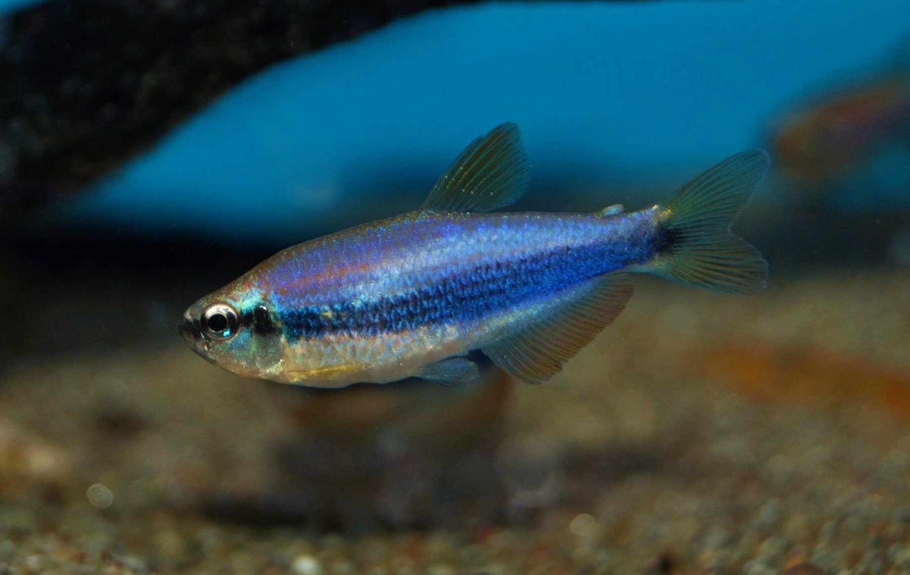 Super Blue Royal Tetra (Inpaichthys kerri)