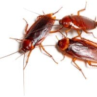 Stoffels Red Runner Roaches (Blaptica lateralis)