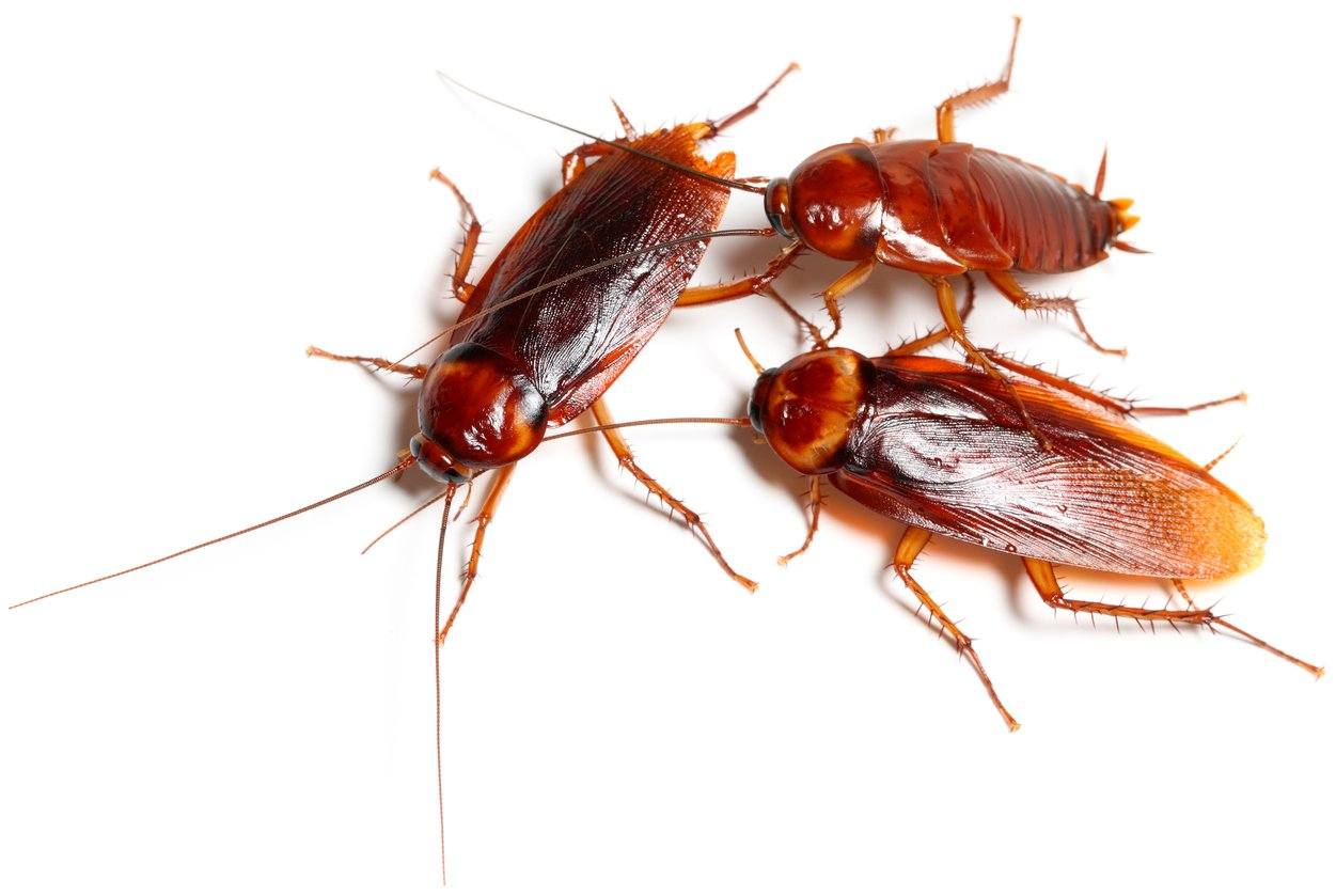 Stoffels Red Runner Roaches (Blaptica lateralis)
