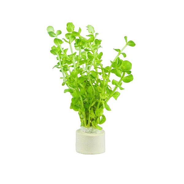 Rotala rotundifolia